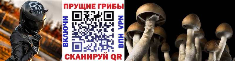 Галлюциногенные грибы мухоморы  Сураж 